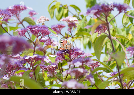 Hydrangea aspera Villosa Gruppe Strauch mit tagpfauenauge - Großbritannien Stockfoto