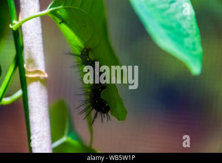 Nahaufnahme von einem schwarzen Julia Butterfly Caterpillar, die Larve Bühne, tropischen Insekt specie aus Brasilien Stockfoto