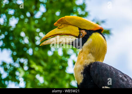 Schöne Nahaufnahme des Gesichts einer großen indischen hornbill Vogel, gefährdete Tierart aus Asien Stockfoto