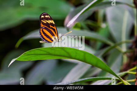 Nahaufnahme von einem Tiger longwing Schmetterling, tropischen Insekt specie aus Mexiko und Peru Stockfoto