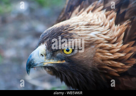 Closeup Seitenansicht Angesichts einer großen goldenen Adler mit gelben Augen im südlichen Utah direkt nach dem Essen ist es Mahlzeit Stockfoto