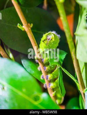 Schöne Makro Nahaufnahme eines Lebeau silk moth Caterpillar wandern auf einem Zweig, Schmetterling im Larvenstadium, tropischen Insekt specie aus Amerika Stockfoto