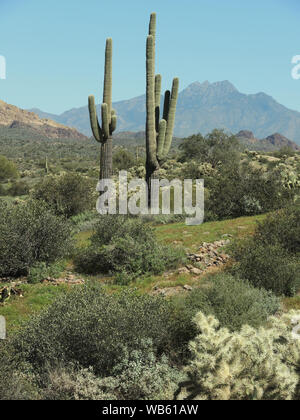 Die hohen Saguaro Kaktus steht in der kargen Landschaft. Der Saguaro bietet Essen und auf mehrere Arten in der Sonoran Wüste schützen. Stockfoto