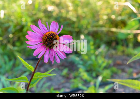 Nahaufnahme der einzelnen Sonnenhut (Echinacea purpurea) auf einer Wiese Stockfoto