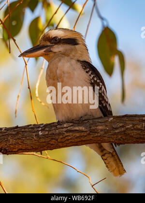 Ein Laughing Kookaburra, Dacelo novaeguineae, sitzt auf einem Baum in der Nähe von Coffs Harbour, New South Wales, Australien Stockfoto