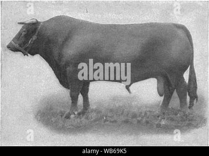 EB 1911 Rinder - South Devon Stier. Stockfoto