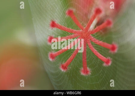 Zusammenfassung die Spinne, duftige, Web Cobweb mit Pollen von Hibiscus rosa sinensis, Hibisceae, Malvaceae Blume. Stockfoto