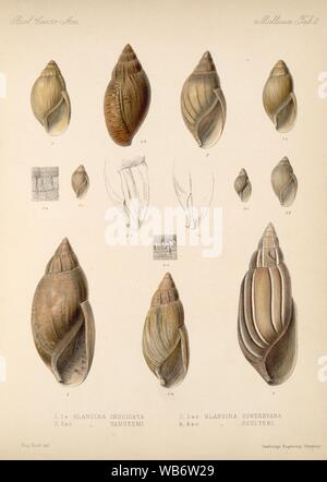 Eduard von Marten 1890-1901 743. Stockfoto