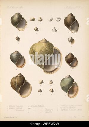 Eduard von Marten 1890-1901 764. Stockfoto