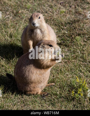 Fett und sassy Präriehunde, Wohnzimmer bequem auf dem Gelände des Devil's Tower National Monument in Crook County, Wyoming Stockfoto