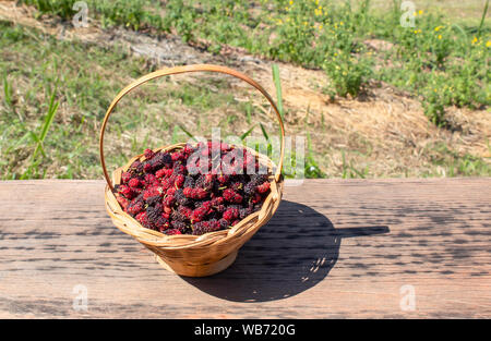 Mulberry in Bambus Korb auf einem Holzboden. Stockfoto