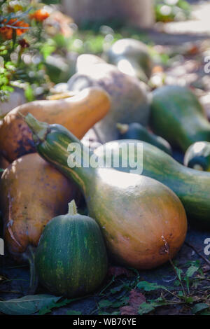 Die grüne und orangefarbene Kürbisse in verschiedenen Formen, Flasche liegen in einem Haufen im Garten. In einem dunklen Ton. Thanksgiving Konzept. Stockfoto