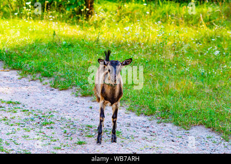 Kleine Ziege auf dem Bauernhof. Die Landwirtschaft. In das Objektiv zu schauen. Stockfoto