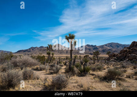 Blick auf Joshua Tree National Park. Der Park ist ein US-amerikanischer Nationalpark im Südosten von Kalifornien, östlich von Los Angeles. Der Park ist für die Jo benannt Stockfoto