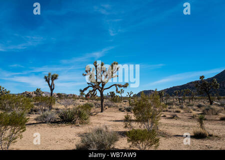 Blick auf Joshua Tree National Park. Der Park ist ein US-amerikanischer Nationalpark im Südosten von Kalifornien, östlich von Los Angeles. Der Park ist für die Jo benannt Stockfoto