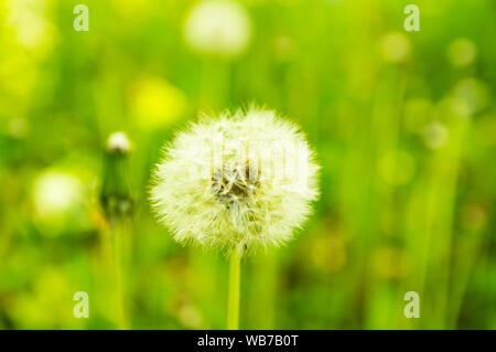 Löwenzahn Blume auf einem grünen Hintergrund der Rasen lässt. Hintergrund Stockfoto
