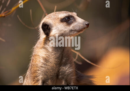 Erdmännchen, Suricata suricatta, beheimatet in Afrika, ein Alert Lookout für Gefahr. Stockfoto