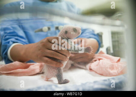 (190825) - Peking, Aug 25, 2019 (Xinhua) - ein Wächter kümmert sich um den weiblichen Cub von panda Hao Hao während eine Medienansicht an Pairi Daiza Zoo in Brugelette, Belgien, Nov. 24, 2019. (Xinhua / Zheng Huansong) Stockfoto