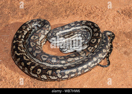 Australisches Murray Darling Teppich Python Stockfoto