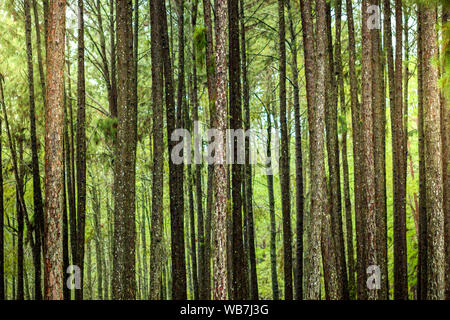 Vielen Pinien im Wald und Morgensonne. Die Fülle der Wälder. Stockfoto