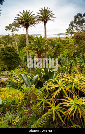 Großbritannien, England, Scilly Inseln, Tresco Abbey Gardens, Südafrikanische Garten, Agave, Palmen und andere stacheligen Pflanzen Stockfoto