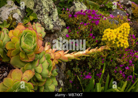 Großbritannien, England, Scilly Inseln, Tresco Abbey Gardens, gelbe Blumen & Blätter von Sukkulenten Aeonium arboreum, wachsen in der Mauer aus Stein