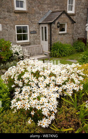 Großbritannien, England, Scilly Inseln, Tresco, Alte Grimsby, Gänseblümchen wachsen auf Wand der Norrard, Strand Haus Stockfoto