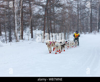 ESSO DORF, Kamtschatka, Russland -, 4. MÄRZ 2019: Laufender Hund Schlitten team Kamtschatka Musher. Kamtschatka Sled Dog Racing Beringia. Russischen Fernen Osten, Kamch Stockfoto