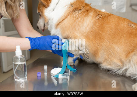 Professionelle Tierarzt Impfstoffe corgi Rasse Hund in der Tierklinik. Stockfoto
