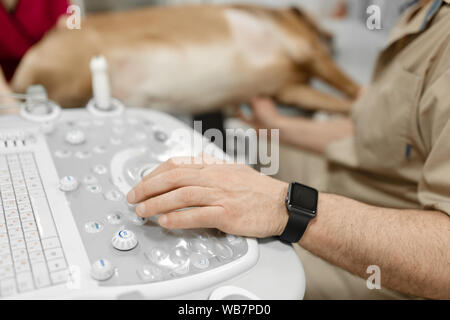 Arzt Tierarzt macht Ultraschall und Elektrokardiogramm Herz der Hund im Büro. Die Hand eines männlichen Arzt auf ein Ultraschallgerät Nahaufnahme. Stockfoto