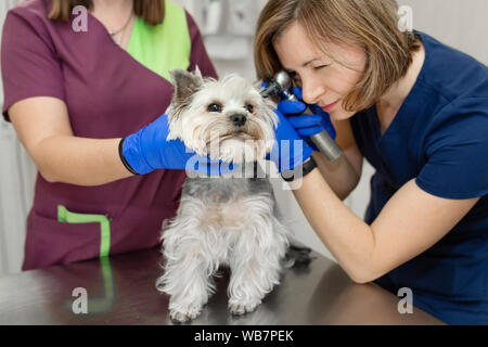 Schöne Tierarzt Arzt untersucht einen kleinen niedlichen Hund Rasse Yorkshire Terrier mit Hilfe eines Otoskop in einer Tierklinik. Der Assistent hilft t Halten Stockfoto