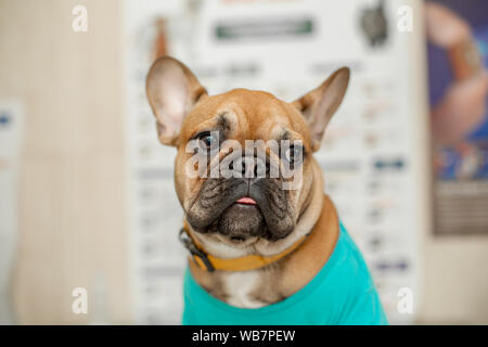 Cute Puppy von Französisch Bulldog breed an Termin beim Tierarzt Arzt. Ein Porträt von einem Hund, der die Prüfung der Arzt auf dem Tisch erwartet Ich Stockfoto