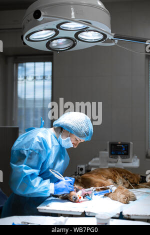 Ein Tierarzt Chirurg Bürsten der Zähne seines Hundes unter Anästhesie auf dem OP-Tisch. Hygiene der Mundhöhle bei Hunden. Zahnarzt Tierarzt behandelt teet Stockfoto