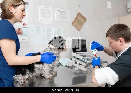 Tierärzte haben ein ultraschallbild von verletzten Auge des Hundes in einem Veterinär. Animal Health Care Concept Stockfoto