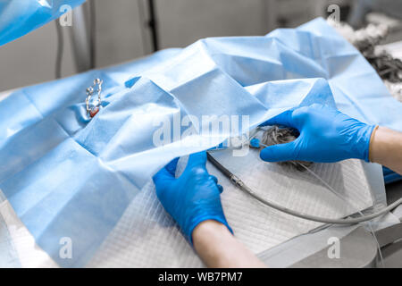 Vet Chirurg assistant Abdeckung hund Patienten durch sterile Abdeckung. die Vorbereitung auf die Berufsbildung chirurgischen Operation. Stockfoto