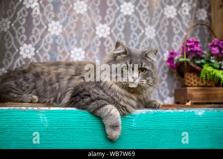 Grosse schöne flauschige Grau süße Katze am Fenster im Dorf Stockfoto