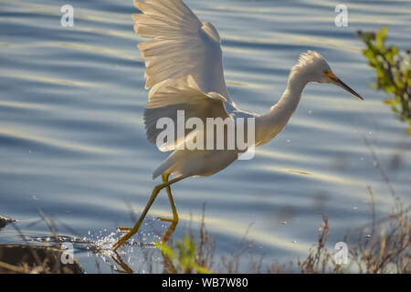 Snowy Egret vogel Landung im Wasser bei Sonnenuntergang. Stockfoto