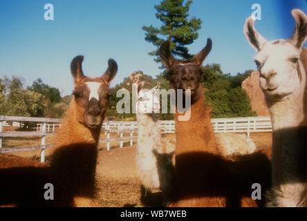 Malibu, Kalifornien, USA, 6. November 1994 Lamas am Nutzen für die besten Freunde Animal Sanctuary am 6. November 1994 am Saddlebrook Ranch in Malibu, Kalifornien, USA. Foto von Barry King/Alamy Stock Foto Stockfoto