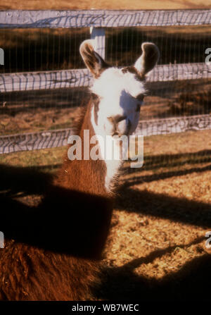 Malibu, Kalifornien, USA, 6. November 1994 ein Lama am Nutzen für die besten Freunde Animal Sanctuary am 6. November 1994 am Saddlebrook Ranch in Malibu, Kalifornien, USA. Foto von Barry King/Alamy Stock Foto Stockfoto