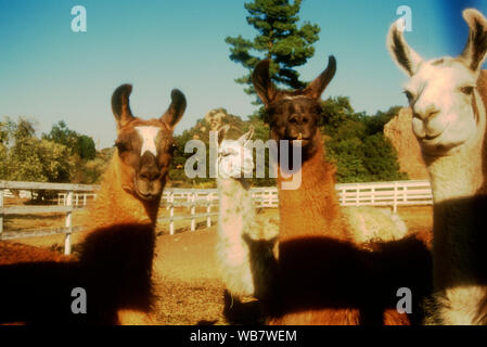 Malibu, Kalifornien, USA, 6. November 1994 Lamas am Nutzen für die besten Freunde Animal Sanctuary am 6. November 1994 am Saddlebrook Ranch in Malibu, Kalifornien, USA. Foto von Barry King/Alamy Stock Foto Stockfoto