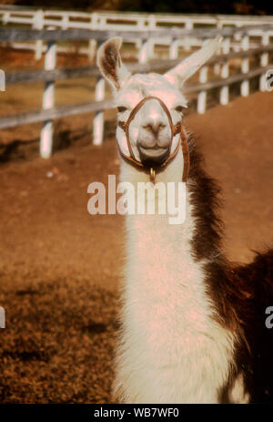 Malibu, Kalifornien, USA, 6. November 1994 ein Lama am Nutzen für die besten Freunde Animal Sanctuary am 6. November 1994 am Saddlebrook Ranch in Malibu, Kalifornien, USA. Foto von Barry King/Alamy Stock Foto Stockfoto