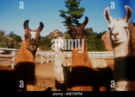 Malibu, Kalifornien, USA, 6. November 1994 Lamas am Nutzen für die besten Freunde Animal Sanctuary am 6. November 1994 am Saddlebrook Ranch in Malibu, Kalifornien, USA. Foto von Barry King/Alamy Stock Foto Stockfoto