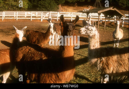 Malibu, Kalifornien, USA, 6. November 1994 Lamas am Nutzen für die besten Freunde Animal Sanctuary am 6. November 1994 am Saddlebrook Ranch in Malibu, Kalifornien, USA. Foto von Barry King/Alamy Stock Foto Stockfoto