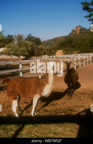 Malibu, Kalifornien, USA, 6. November 1994 Lamas am Nutzen für die besten Freunde Animal Sanctuary am 6. November 1994 am Saddlebrook Ranch in Malibu, Kalifornien, USA. Foto von Barry King/Alamy Stock Foto Stockfoto