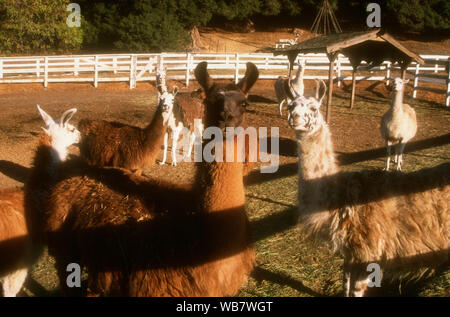 Malibu, Kalifornien, USA, 6. November 1994 Lamas am Nutzen für die besten Freunde Animal Sanctuary am 6. November 1994 am Saddlebrook Ranch in Malibu, Kalifornien, USA. Foto von Barry King/Alamy Stock Foto Stockfoto