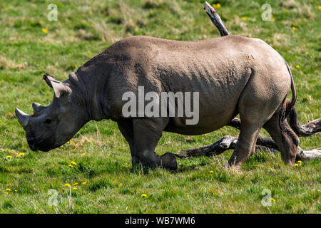 Eine Schwarze Nashorn Roaming auf der Yorkshire Wildlife Park in der Nähe von Doncaster England Stockfoto