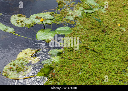 Gelbe Blume vom Unkraut in der Selby Canal an Brennen Yorkshire. Stockfoto