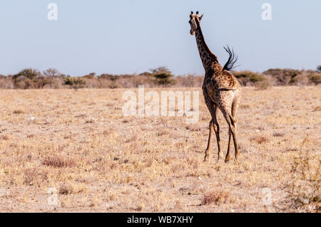 Nahaufnahme von einem Galoppierenden Giraffe auf den Ebenen der Etosha Nationalpark im Norden Namibias. Stockfoto