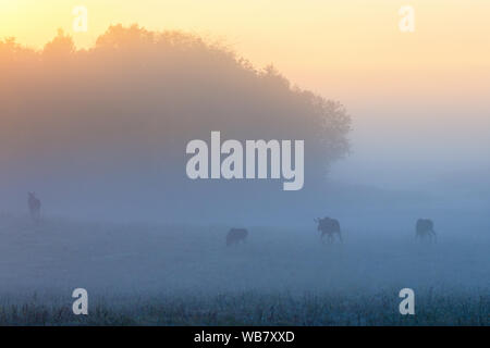 Herde Elche in der Morgendämmerung Nebel auf der Wiese Stockfoto