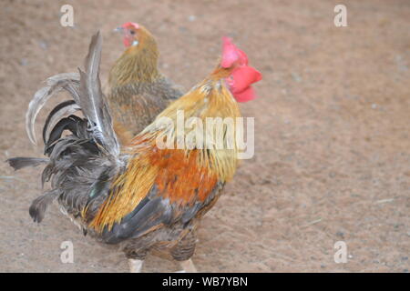 Hahn und Henne im Hof Stockfoto
